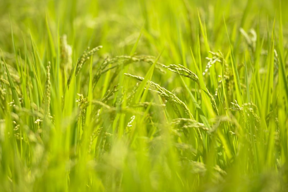 食べることの楽しさ、感謝の気持ちに出会う