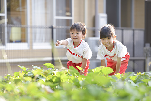 身近な自然への好奇心から、思考力の芽生えへ